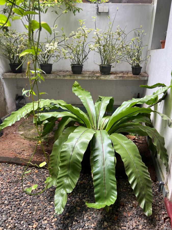 Jungle Villa Ahangama Exterior photo